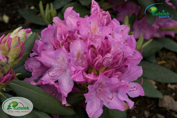 Rhododendron Caractacus